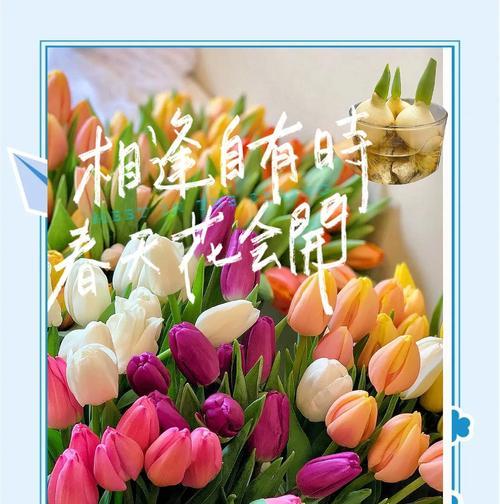 郁金香收种的最佳时机是什么时候？