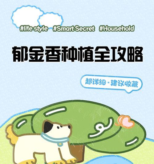 郁金香收种的最佳时机是什么时候？