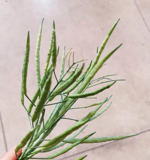 长春花种子的外观特征是什么？如何挑选优质的长春花种子？