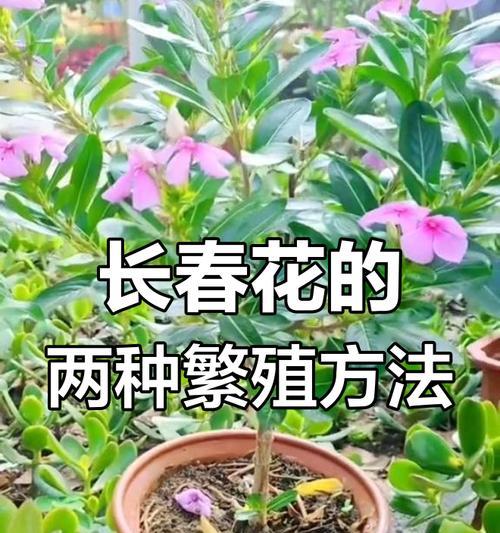 长春花种子的外观特征是什么？如何挑选优质的长春花种子？