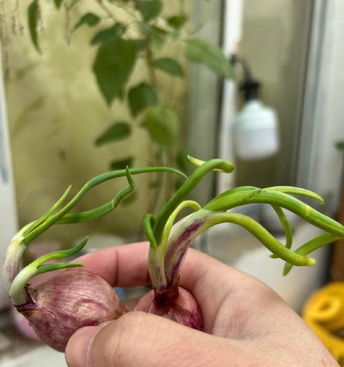 洋葱的繁殖方式有哪些？如何进行？