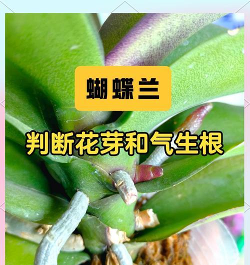 蝴蝶兰使用木炭养护的好处是什么？如何正确使用？