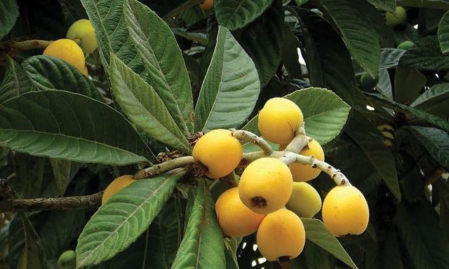 杷子究竟是什么植物或果实？