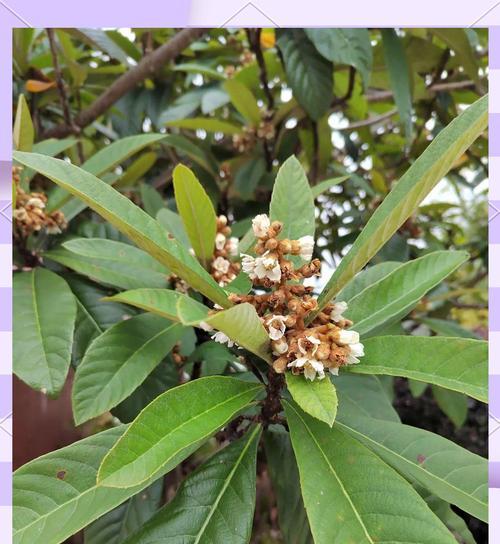 杷子究竟是什么植物或果实？