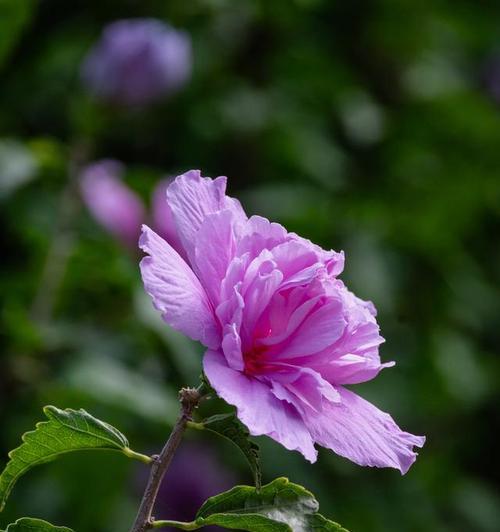 木槿花通常在哪个季节开花？
