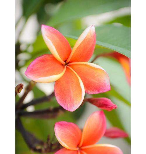 蛋花是什么植物？它的特点是什么？