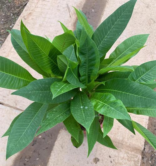 蛋花是什么植物？它的特点是什么？
