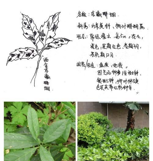 珊瑚珠植物的养殖技巧和注意事项是什么？