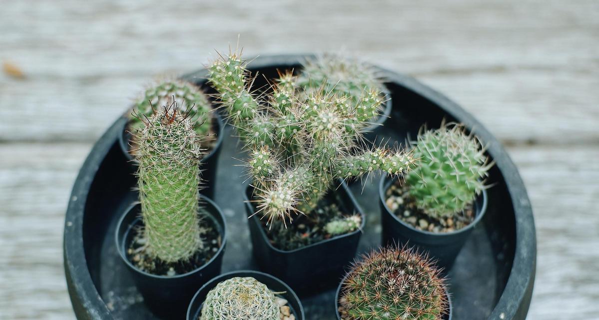 珊瑚珠植物的养殖技巧和注意事项是什么？