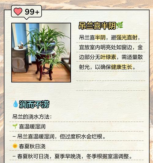 夏季吊兰浇水的正确方法？