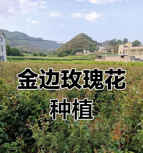 玫瑰花种植的步骤和技巧是什么？