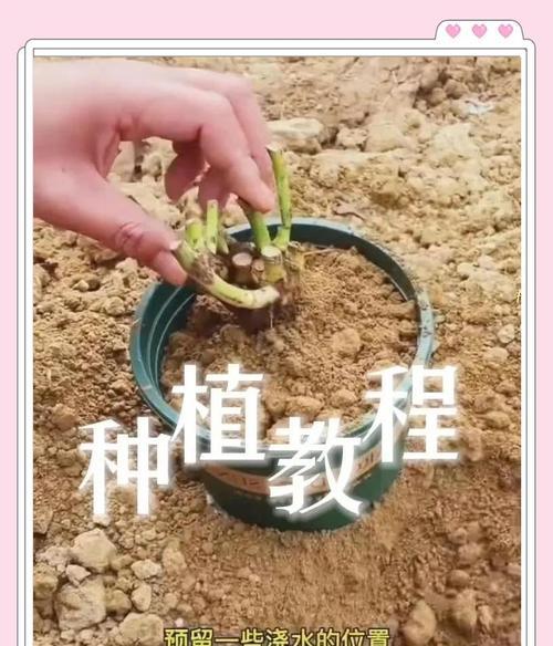 玫瑰花种植的步骤和技巧是什么？