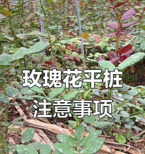 玫瑰花种植的步骤和技巧是什么？