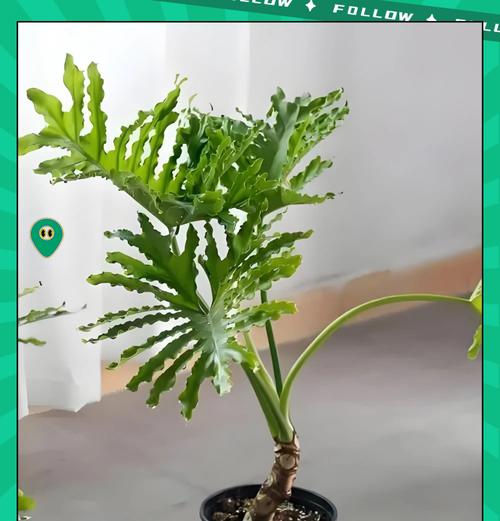 春羽快速生长的秘诀是什么？