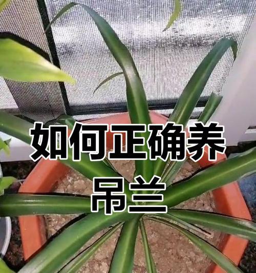 吊篮的养护技巧有哪些？