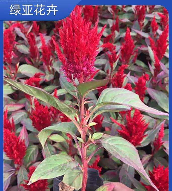 花草品种有多少名称？如何记忆这些名称？