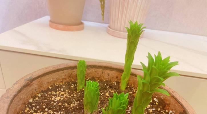 花草品种有多少名称？如何记忆这些名称？