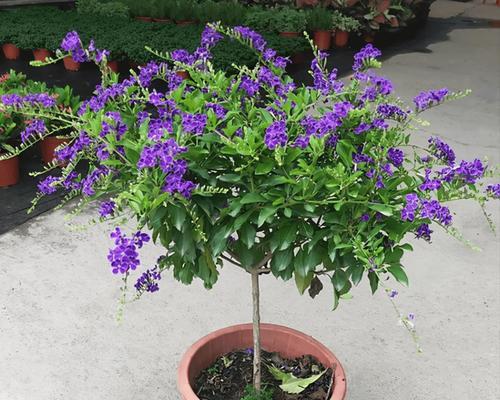 种什么花最香？如何选择香味浓郁的花卉？