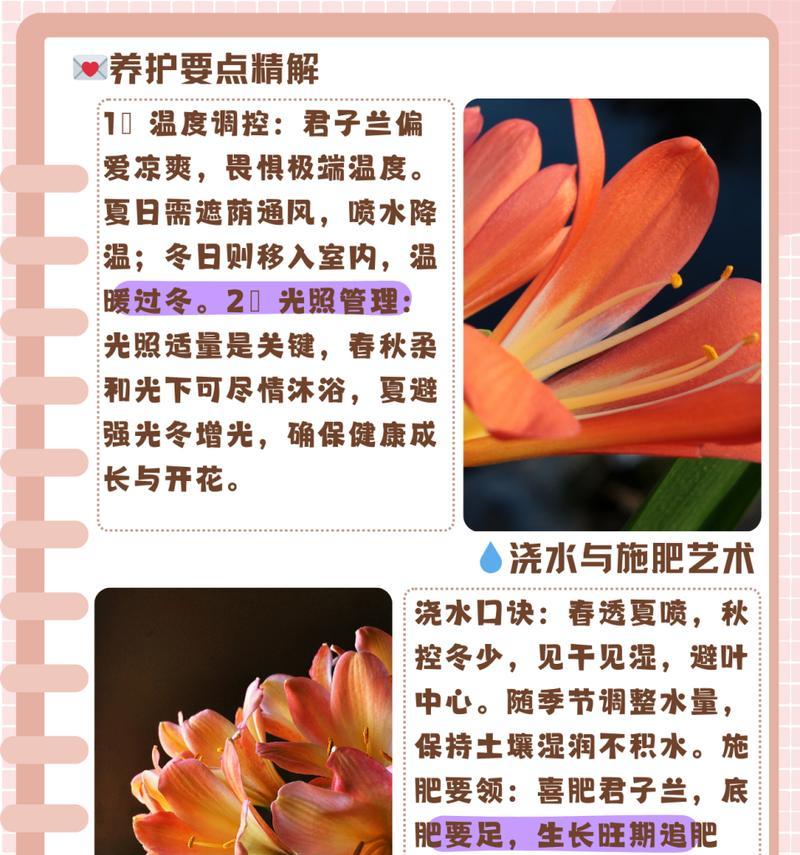 君子兰的正确养护方法是什么？