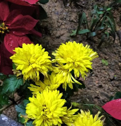 菊花有哪些独特特点？