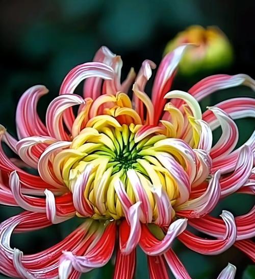 菊花有哪些独特特点？