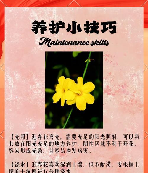 迎春花的养殖方法和注意事项是什么？