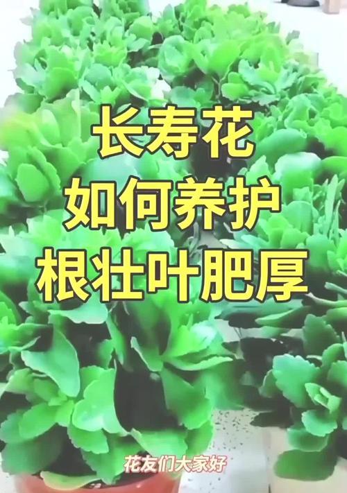 长寿花偏爱哪种土壤？如何为长寿花提供最佳生长环境？