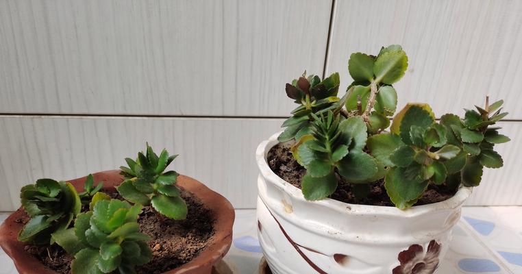 长寿花偏爱哪种土壤？如何为长寿花提供最佳生长环境？