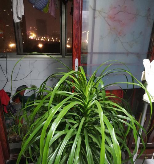有哪些植物与龙血树外观相似？