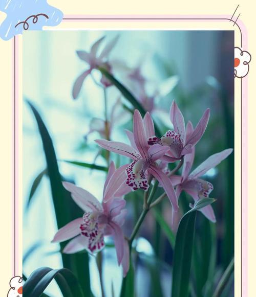 兰花种植什么品种最好？挑选兰花的技巧是什么？