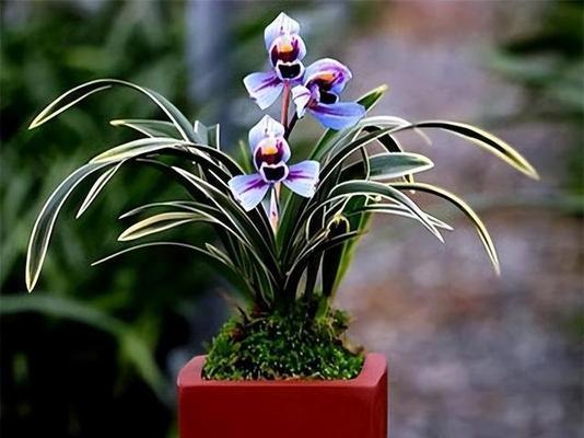 兰花种植什么品种最好？挑选兰花的技巧是什么？