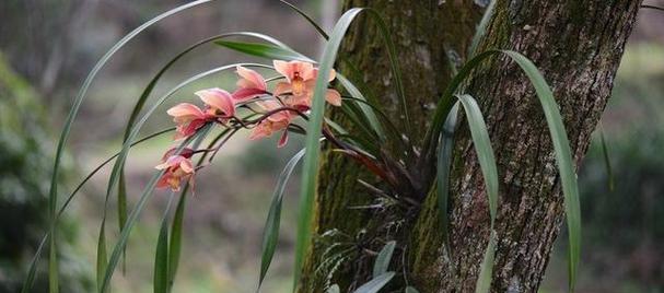 兰花种植什么品种最好？挑选兰花的技巧是什么？