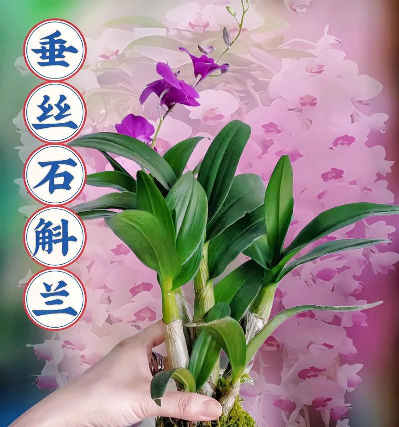 垂兰的养殖技巧和管理要点是什么？