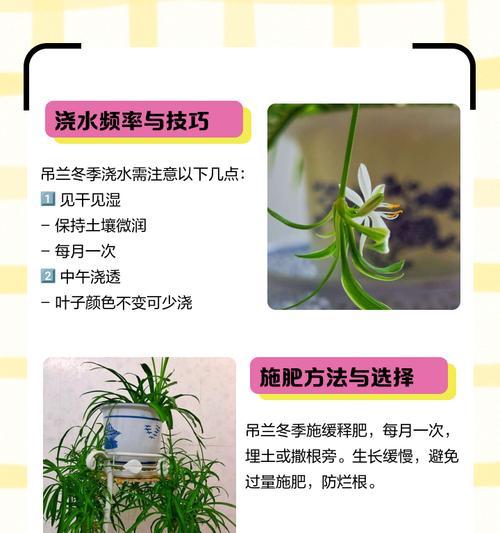 垂兰的养殖技巧和管理要点是什么？