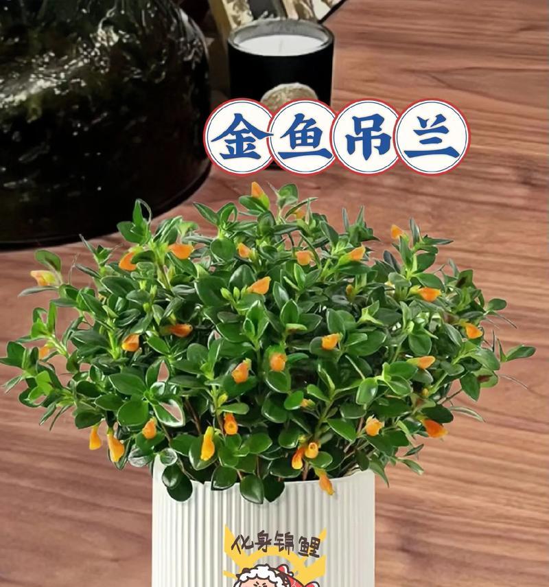 垂兰的养殖技巧和管理要点是什么？