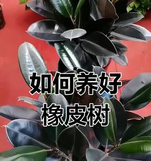 橡皮树的最佳养护方法是什么？
