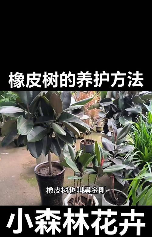 橡皮树的最佳养护方法是什么？