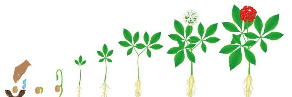 二年生植物有哪些？它们的生长周期是怎样的？