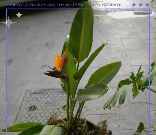 扶桑花换盆的最佳时机是什么时候？换盆步骤是怎样的？