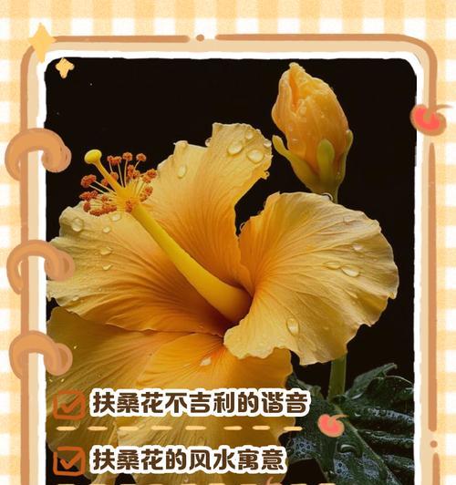 扶桑花换盆的最佳时机是什么时候？换盆步骤是怎样的？
