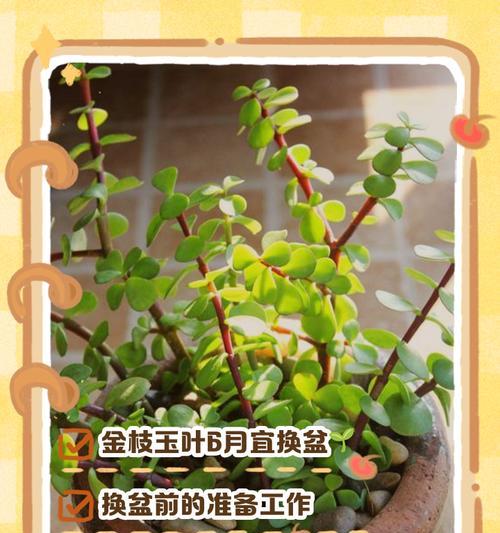 扶桑花换盆的最佳时机是什么时候？换盆步骤是怎样的？
