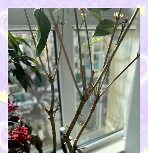桂花树落叶问题的解决方法是什么？