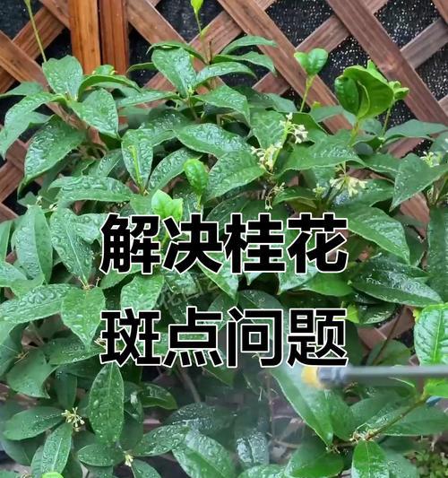 桂花树落叶问题的解决方法是什么？
