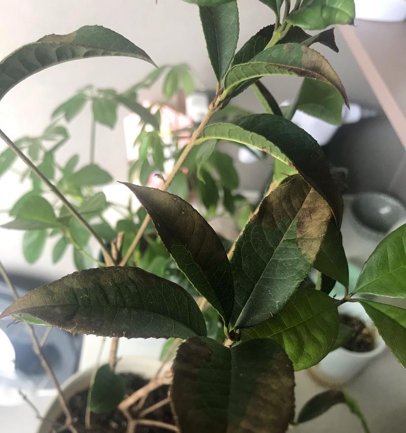 桂花树落叶问题的解决方法是什么？