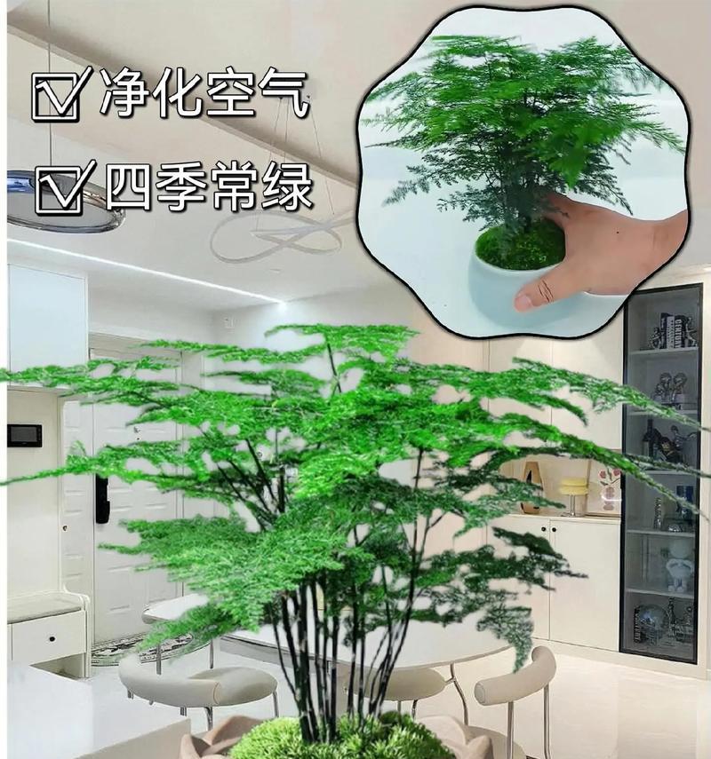 办公室绿植养护的常见问题有哪些？