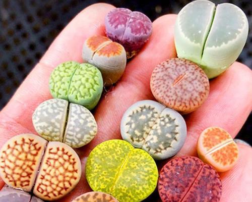 石生花的养护技巧有哪些？怎样才能养出石生花的美丽？
