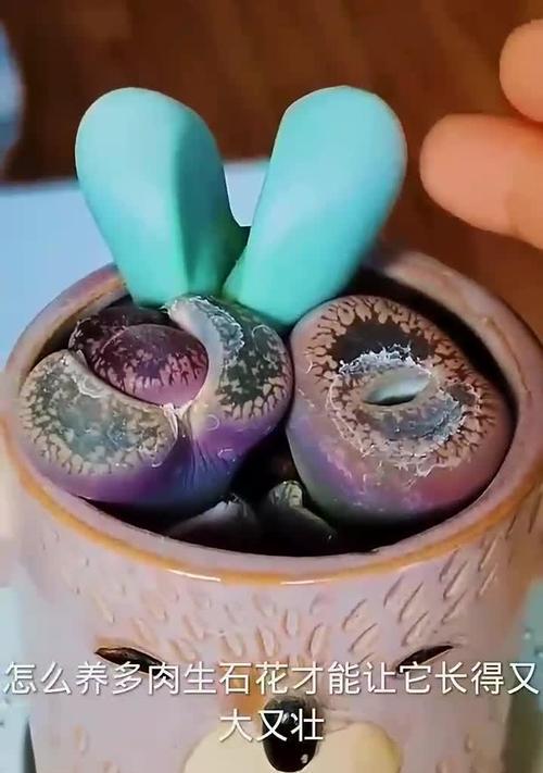 石生花的养护技巧有哪些？怎样才能养出石生花的美丽？
