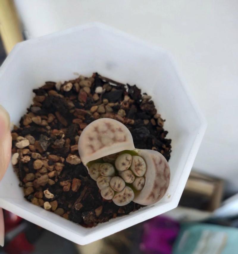 石生花的养护技巧有哪些？怎样才能养出石生花的美丽？