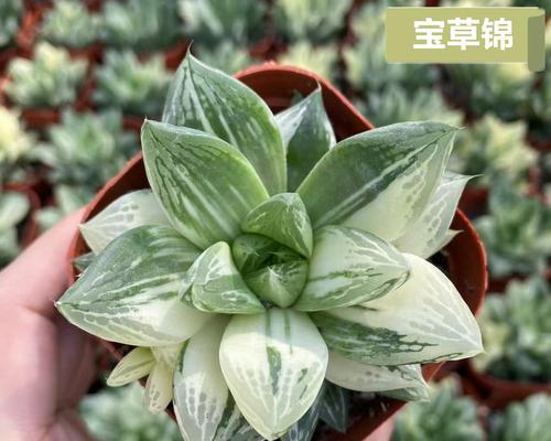 盆栽玉露的养殖方法是什么？