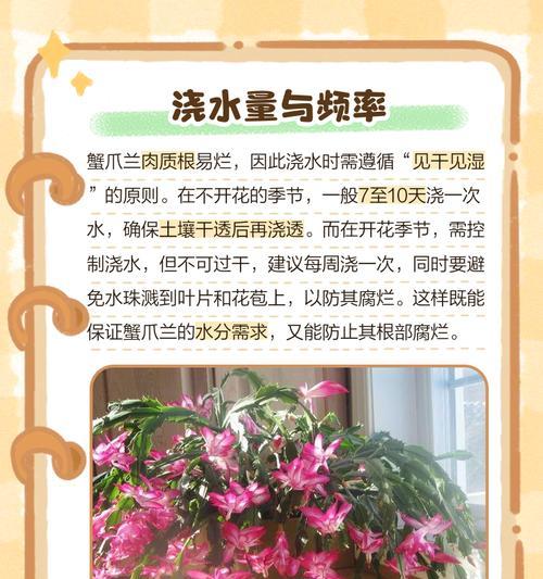 蟹瓜兰夏季养护需要注意哪些事项？